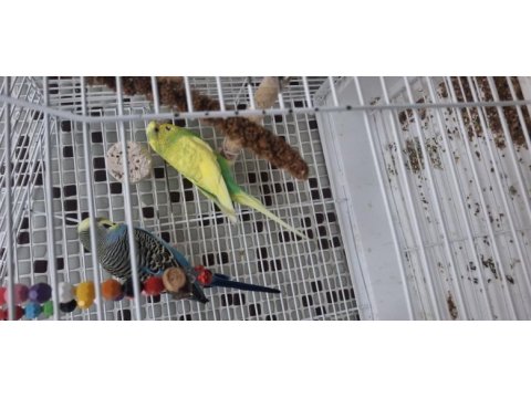 Tam malzemeli çift sağlıklı muhabbet kuşları