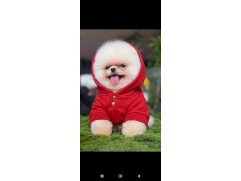 Pomeranian boo yavruları tuvalet eğitimi başlanmış