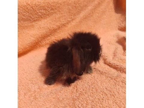 Hollanda teddy lop tavşanı
