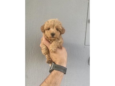 Dünya tatlısı maltipoo bebeklerim
