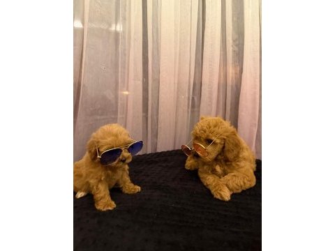 Teacup dişi maltipoo 