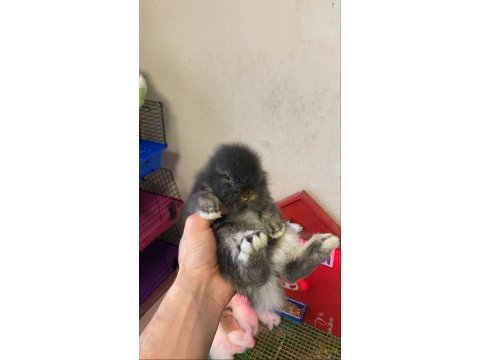 Hollanda lop tavşanı yavruları