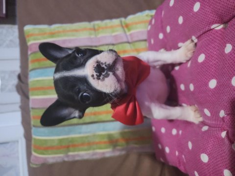 Safkan french bulldog erkek bebek