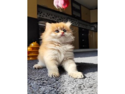 Full şecereli dişi british longhair yavru