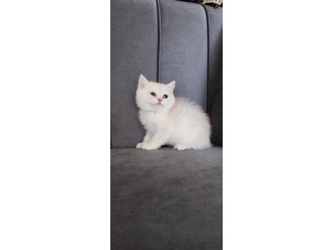 British shorthair prenses