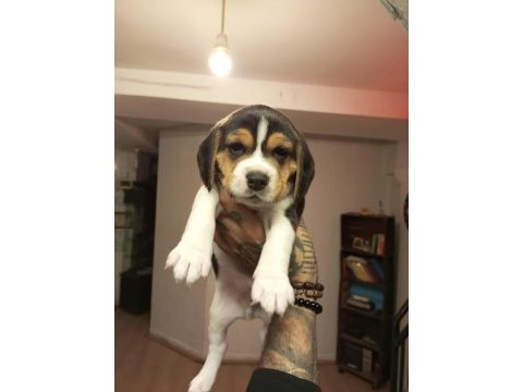 Sahibinden beagle yavru