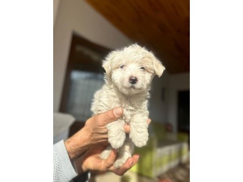 A kalite maltipoo yavrularimiz