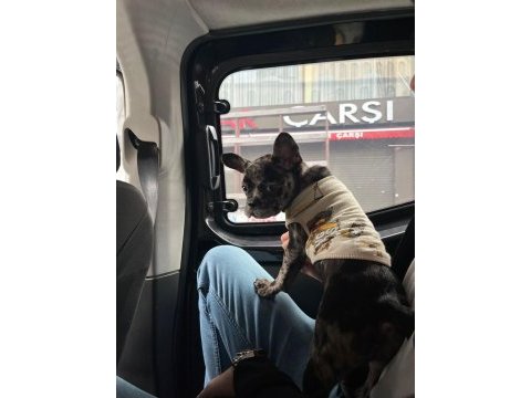 Aşıları tam yavru french bulldog merle