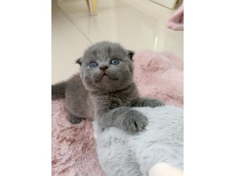 Gri scottish fold yavruya yuva