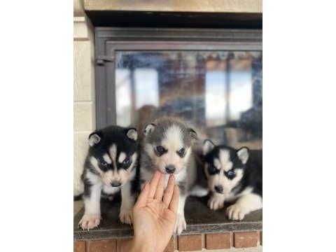 Husky bebekler dişi ve erkek
