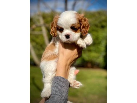Cavalier king charles yavrularımız
