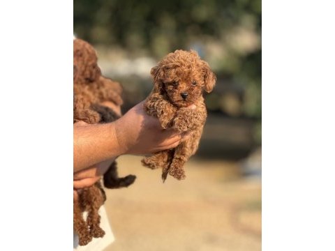 Çiş eğitimli sağlık garantili aşılı toy poodle 