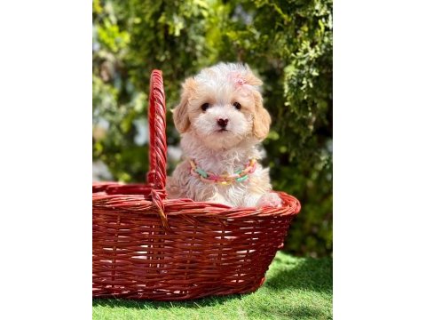 Minicik büyümeyecek maltipoo bebekler