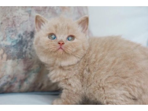 Bebek surat lilac british shorthair 