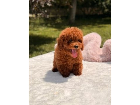 Sağlık ve ırk garantili poodle