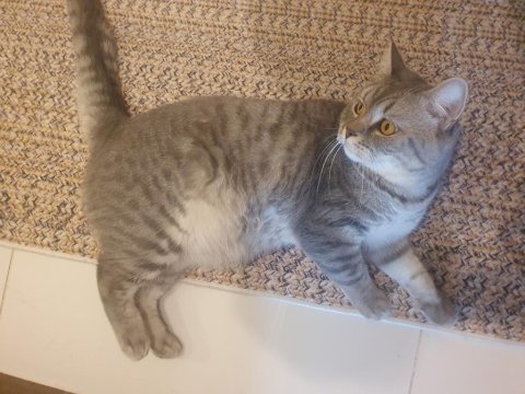 British shorthair 2 yaşında çipi var