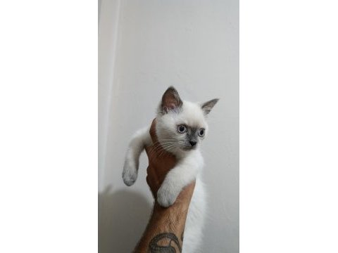 Blue point british shorthair