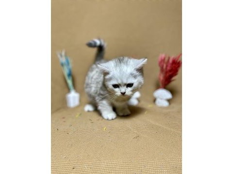Safkan oyuncu silver british shorthair yavrumuz