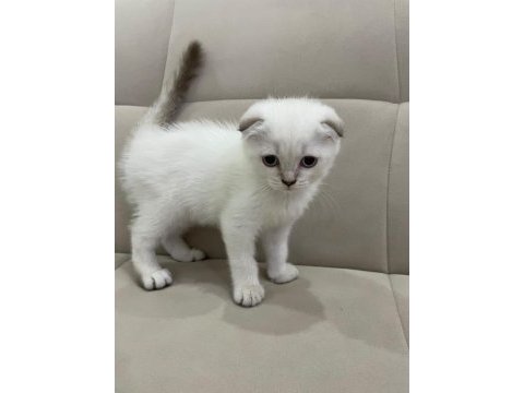 Aşılı safkan scottish fold