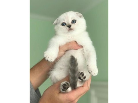 Sezonun en tatlı scottish fold yavruları sizi bekliyor