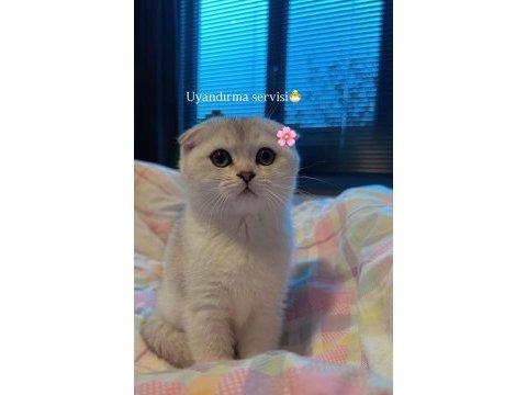Prenses scottish fold dişimiz