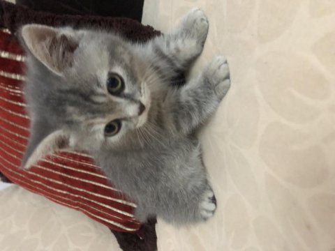 3 aylık melez kedimiz
