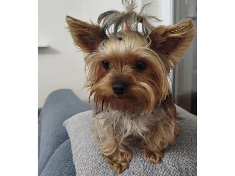 Yorkshire köpeğimize eş arıyoruz