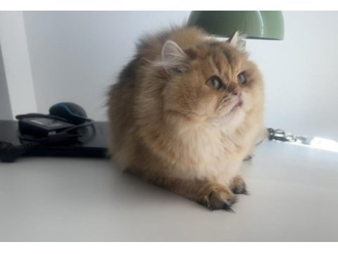 British longhair 10 aylık safkan-dişi
