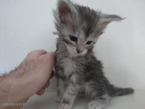 Maine coon yavrularımız