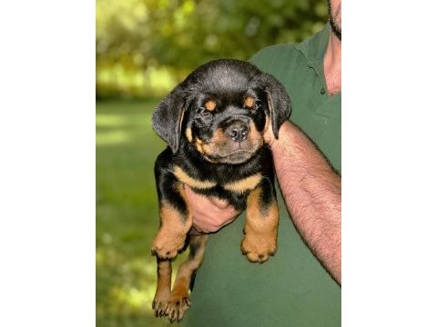 Şecereli muhteşem erkek rottweiler yavrular