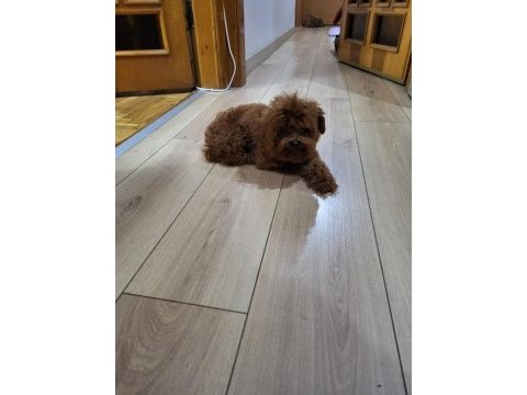 Korekan poodle erkek