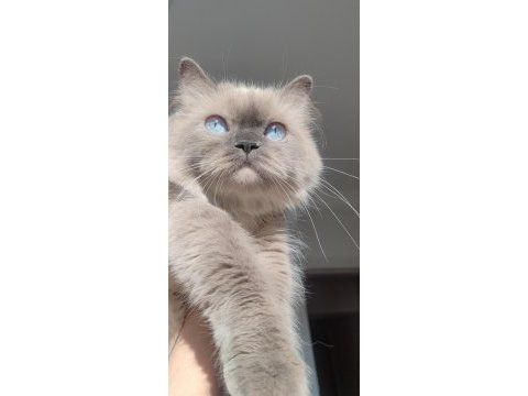 British longhair bluepoint kızımı sahiplenririyorum