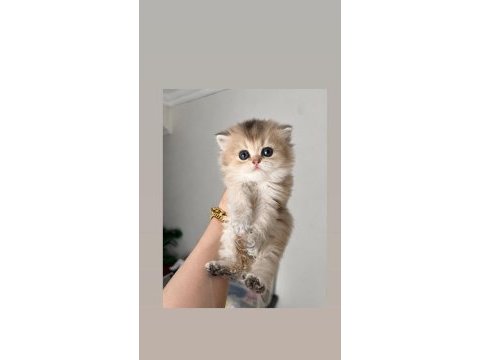 British longhair ay25