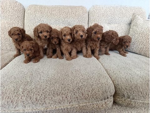 Kore ve toy poodle yavrularımız aileleri bekliyor