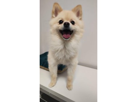 Oyuncu sevimli hareketli ücretsiz pomeranian