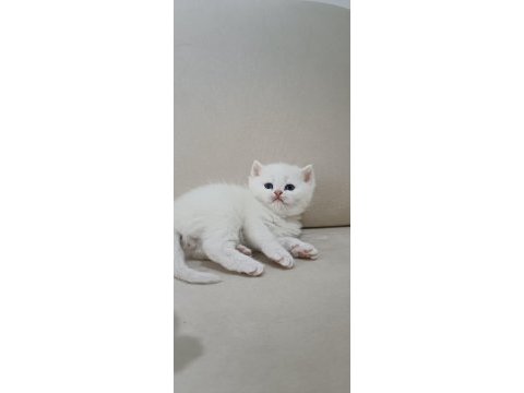 Trabzonda 50 günlük çok güzel british shorthair