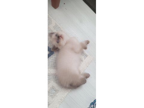 Blue poind ve beyaz mavi gözlü golden poind
