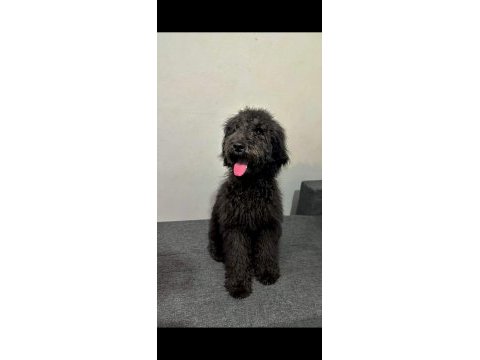 6 aylık black poodle bebekler sağlık ve ırk garantili