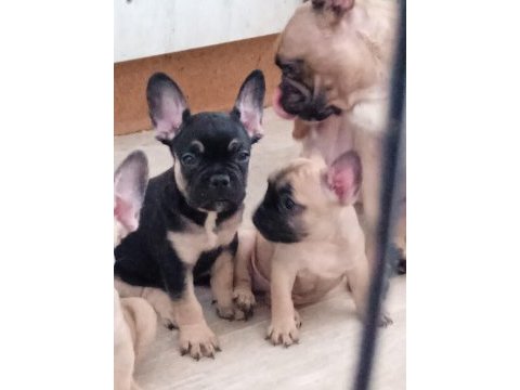 French bulldog 2 erkek