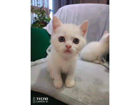 Kediler siz yeni ailelerini bekliyor