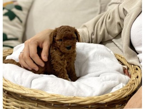 Toy poodle yavru