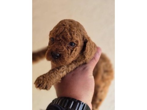 Safkan toy poodle yavruları
