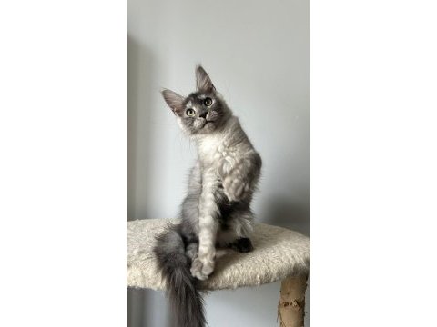 Sağlık ve ırk garantili minik maine coon devler