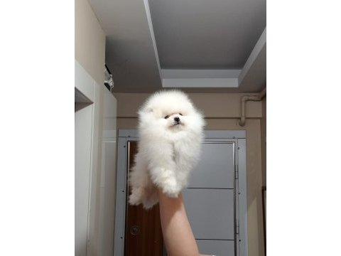 3.5 aylık muhteşem kalitede pomeranian yavrular