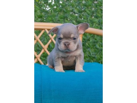 Dizzy rascal french bulldog yavruları yeni ailelerini arıyor