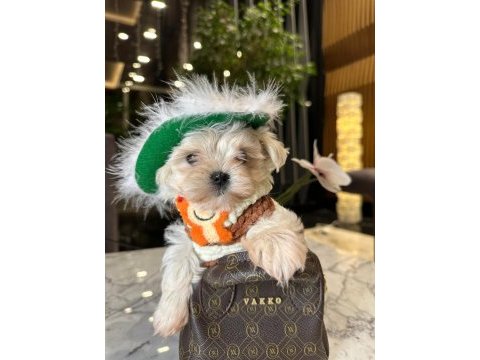 Babası ödüllü tatlı maltese oğlum coco