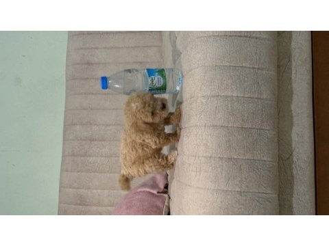 Orjinal boy teacup maltese bebekler