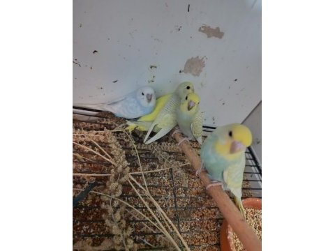 12 adet muhabbet kuşu yavrusu