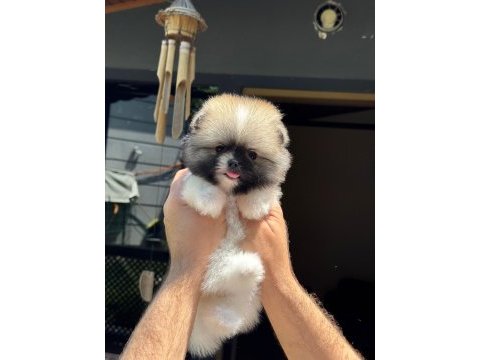 Show kalite pomeranian boo yavrular