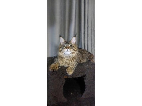 Full şecereli maine coon ünvanlı ebeveynlerden